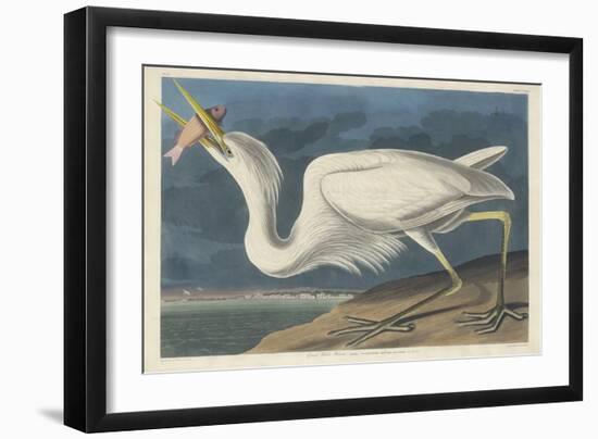 Great White Heron, 1835-John James Audubon-Framed Giclee Print