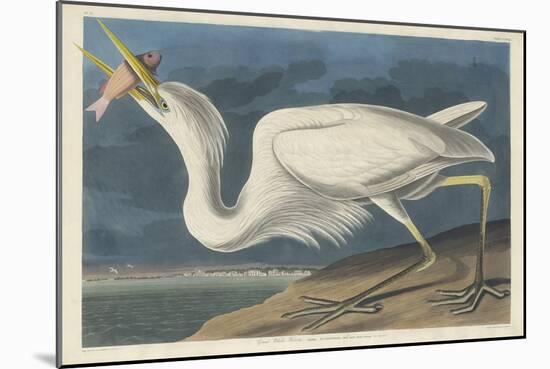 Great White Heron, 1835-John James Audubon-Mounted Giclee Print