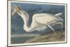 Great White Heron, 1835-John James Audubon-Mounted Giclee Print
