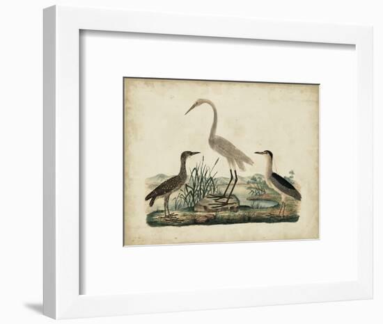 Great White Heron and Night Heron-Friedrich Strack-Framed Art Print