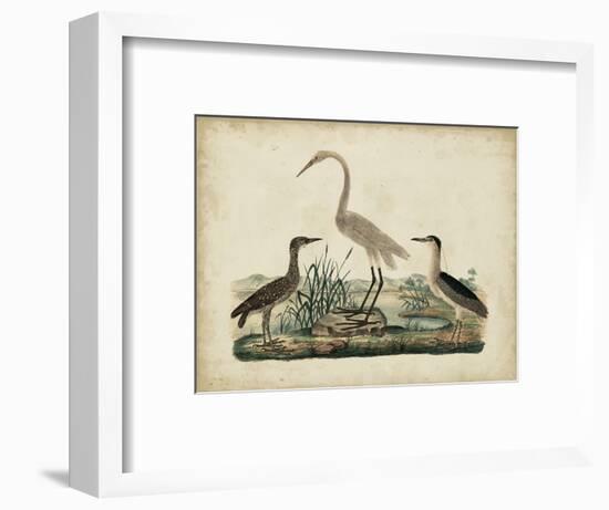 Great White Heron and Night Heron-Friedrich Strack-Framed Art Print