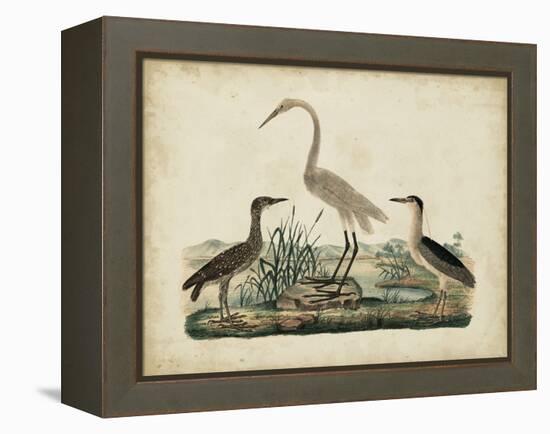 Great White Heron and Night Heron-Friedrich Strack-Framed Stretched Canvas