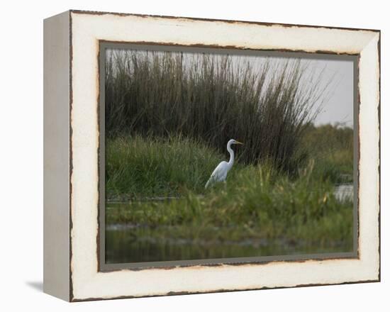 Great White Heron (Ardea Alba), Okavango Delta, Ngamiland, Botswana-null-Framed Premier Image Canvas
