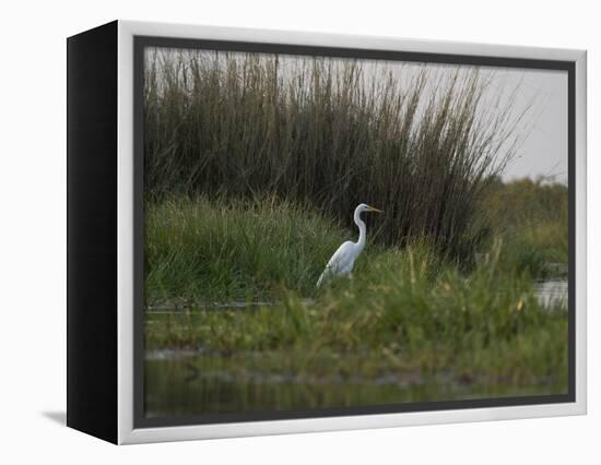 Great White Heron (Ardea Alba), Okavango Delta, Ngamiland, Botswana-null-Framed Premier Image Canvas
