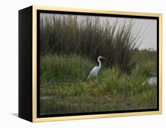 Great White Heron (Ardea Alba), Okavango Delta, Ngamiland, Botswana-null-Framed Premier Image Canvas