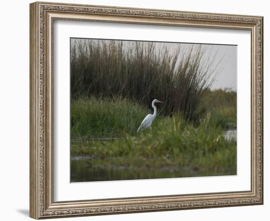 Great White Heron (Ardea Alba), Okavango Delta, Ngamiland, Botswana-null-Framed Photographic Print