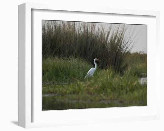 Great White Heron (Ardea Alba), Okavango Delta, Ngamiland, Botswana-null-Framed Photographic Print