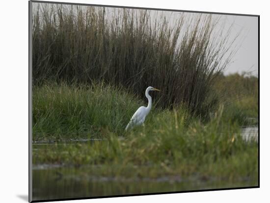 Great White Heron (Ardea Alba), Okavango Delta, Ngamiland, Botswana-null-Mounted Photographic Print