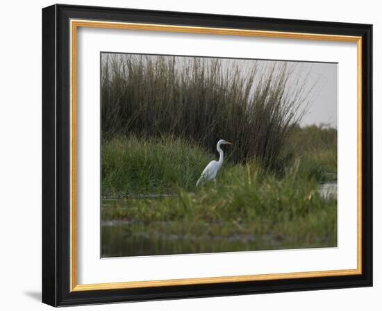 Great White Heron (Ardea Alba), Okavango Delta, Ngamiland, Botswana-null-Framed Photographic Print