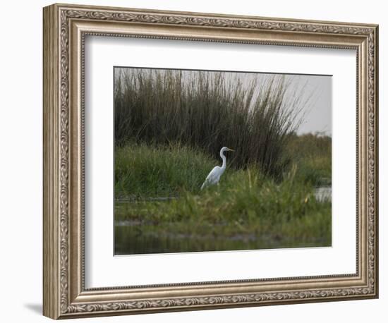 Great White Heron (Ardea Alba), Okavango Delta, Ngamiland, Botswana-null-Framed Photographic Print