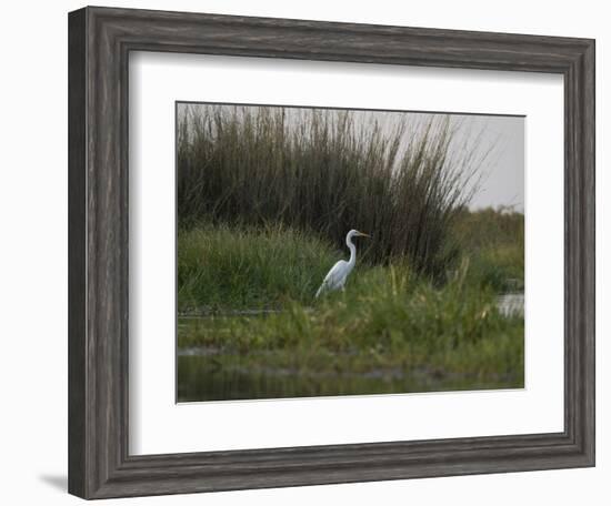 Great White Heron (Ardea Alba), Okavango Delta, Ngamiland, Botswana-null-Framed Photographic Print