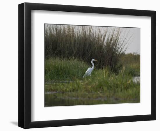 Great White Heron (Ardea Alba), Okavango Delta, Ngamiland, Botswana-null-Framed Photographic Print