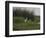 Great White Heron (Ardea Alba), Okavango Delta, Ngamiland, Botswana-null-Framed Photographic Print