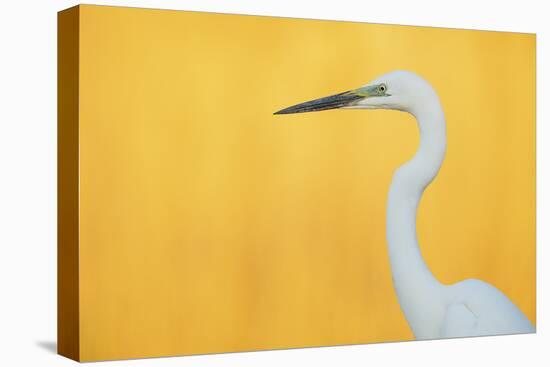 Great White Heron - Eminent-Staffan Widstrand-Framed Stretched Canvas