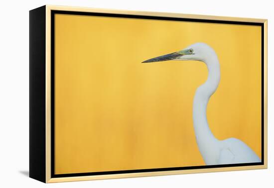 Great White Heron - Eminent-Staffan Widstrand-Framed Stretched Canvas