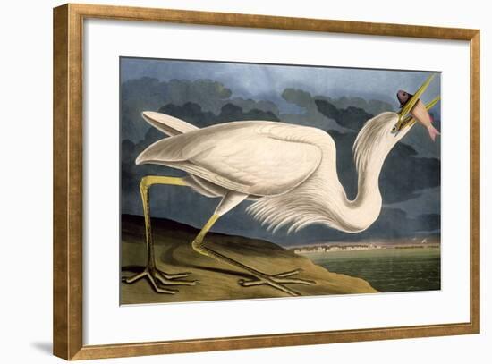 Great White Heron from "Birds of America"-John James Audubon-Framed Premium Giclee Print