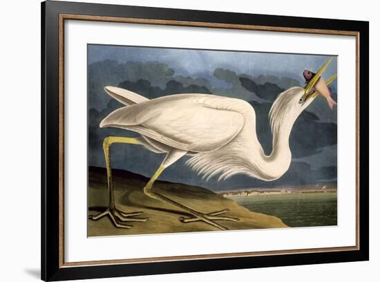 Great White Heron from "Birds of America"-John James Audubon-Framed Premium Giclee Print