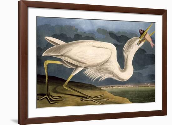 Great White Heron from "Birds of America"-John James Audubon-Framed Giclee Print