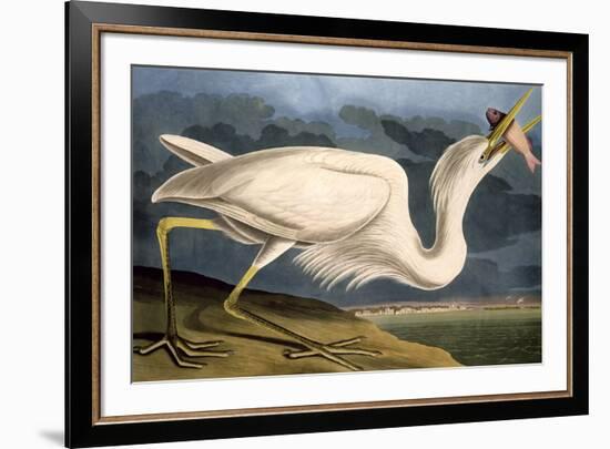 Great White Heron from "Birds of America"-John James Audubon-Framed Giclee Print