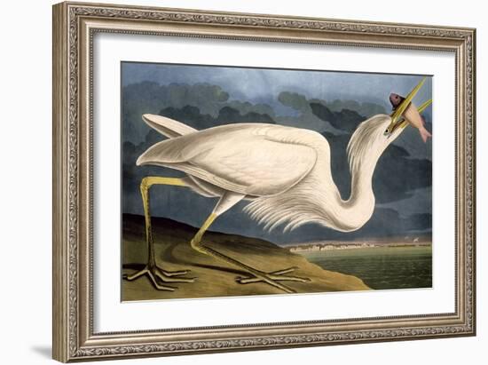 Great White Heron from "Birds of America"-John James Audubon-Framed Giclee Print