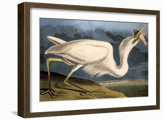 Great White Heron from "Birds of America"-John James Audubon-Framed Giclee Print