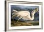 Great White Heron from "Birds of America"-John James Audubon-Framed Giclee Print