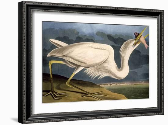 Great White Heron from "Birds of America"-John James Audubon-Framed Giclee Print