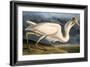 Great White Heron from "Birds of America"-John James Audubon-Framed Giclee Print