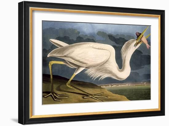 Great White Heron from "Birds of America"-John James Audubon-Framed Giclee Print