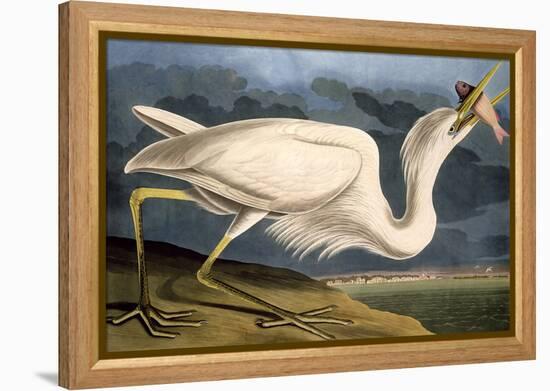 Great White Heron from "Birds of America"-John James Audubon-Framed Premier Image Canvas