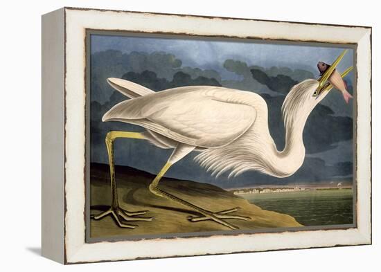 Great White Heron from "Birds of America"-John James Audubon-Framed Premier Image Canvas