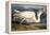 Great White Heron from "Birds of America"-John James Audubon-Framed Premier Image Canvas