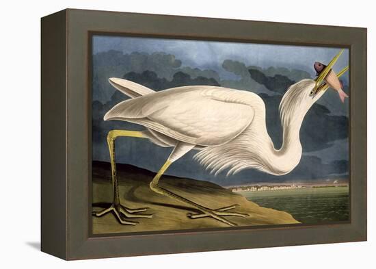 Great White Heron from "Birds of America"-John James Audubon-Framed Premier Image Canvas