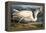 Great White Heron from "Birds of America"-John James Audubon-Framed Premier Image Canvas