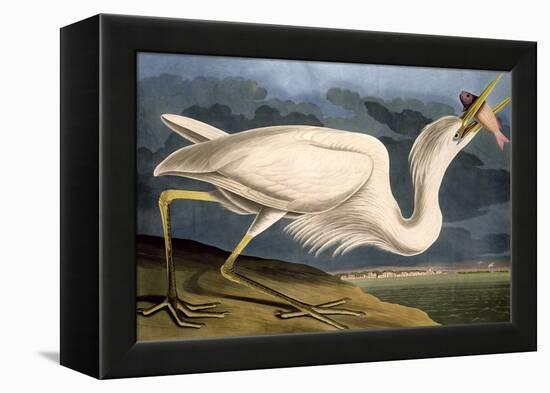 Great White Heron from "Birds of America"-John James Audubon-Framed Premier Image Canvas