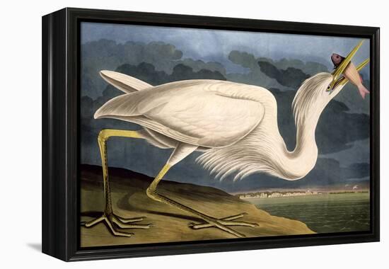 Great White Heron from "Birds of America"-John James Audubon-Framed Premier Image Canvas