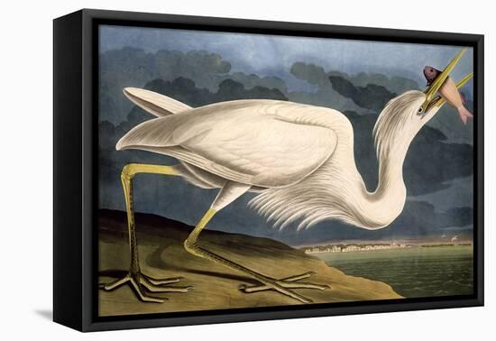 Great White Heron from "Birds of America"-John James Audubon-Framed Premier Image Canvas
