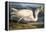 Great White Heron from "Birds of America"-John James Audubon-Framed Premier Image Canvas