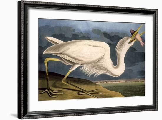 Great White Heron from "Birds of America"-John James Audubon-Framed Giclee Print