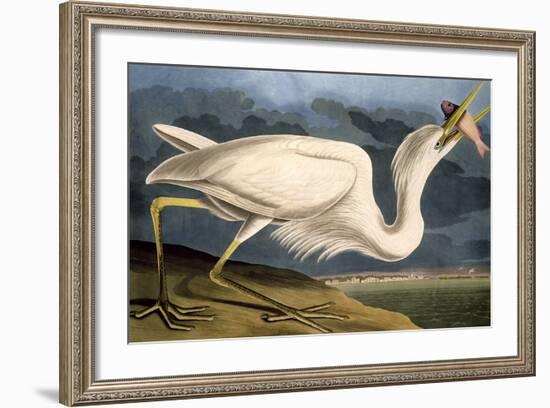 Great White Heron from "Birds of America"-John James Audubon-Framed Giclee Print