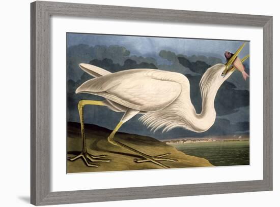 Great White Heron from "Birds of America"-John James Audubon-Framed Giclee Print