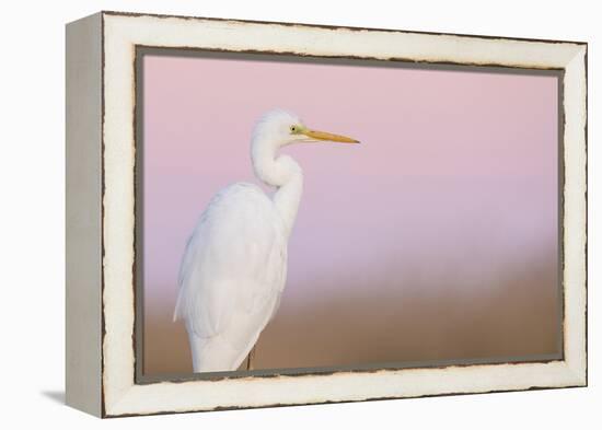 Great White Heron - Majestic-Staffan Widstrand-Framed Stretched Canvas