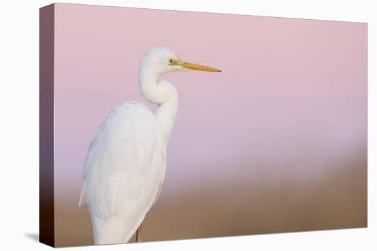 Great White Heron - Majestic-Staffan Widstrand-Framed Stretched Canvas