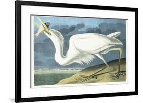 Great White Heron, Male Adult, Spring Plumage, 1835-John James Audubon-Framed Giclee Print