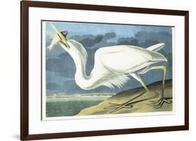 Great White Heron, Male Adult, Spring Plumage, 1835-John James Audubon-Framed Giclee Print