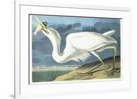 Great White Heron, Male Adult, Spring Plumage, 1835-John James Audubon-Framed Giclee Print