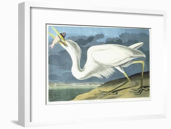 Great White Heron, Male Adult, Spring Plumage, 1835-John James Audubon-Framed Premium Giclee Print