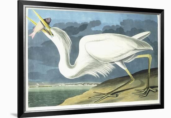 Great White Heron, Male Adult, Spring Plumage, 1835-John James Audubon-Framed Giclee Print