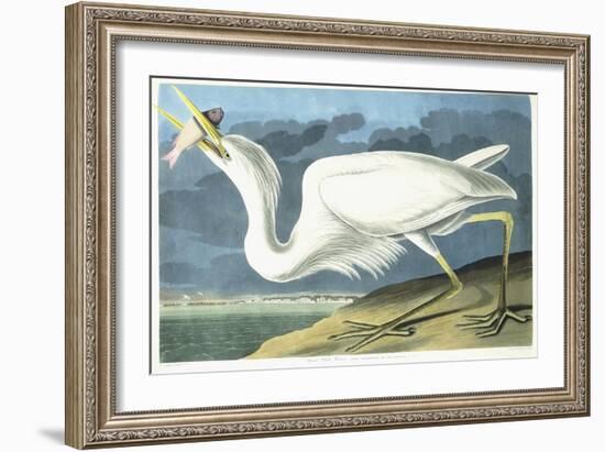 Great White Heron, Male Adult, Spring Plumage, 1835-John James Audubon-Framed Giclee Print