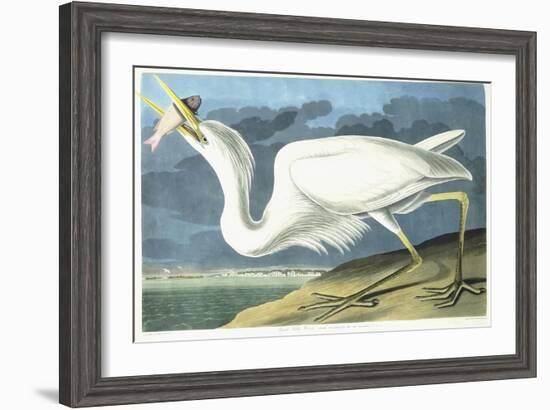 Great White Heron, Male Adult, Spring Plumage, 1835-John James Audubon-Framed Giclee Print